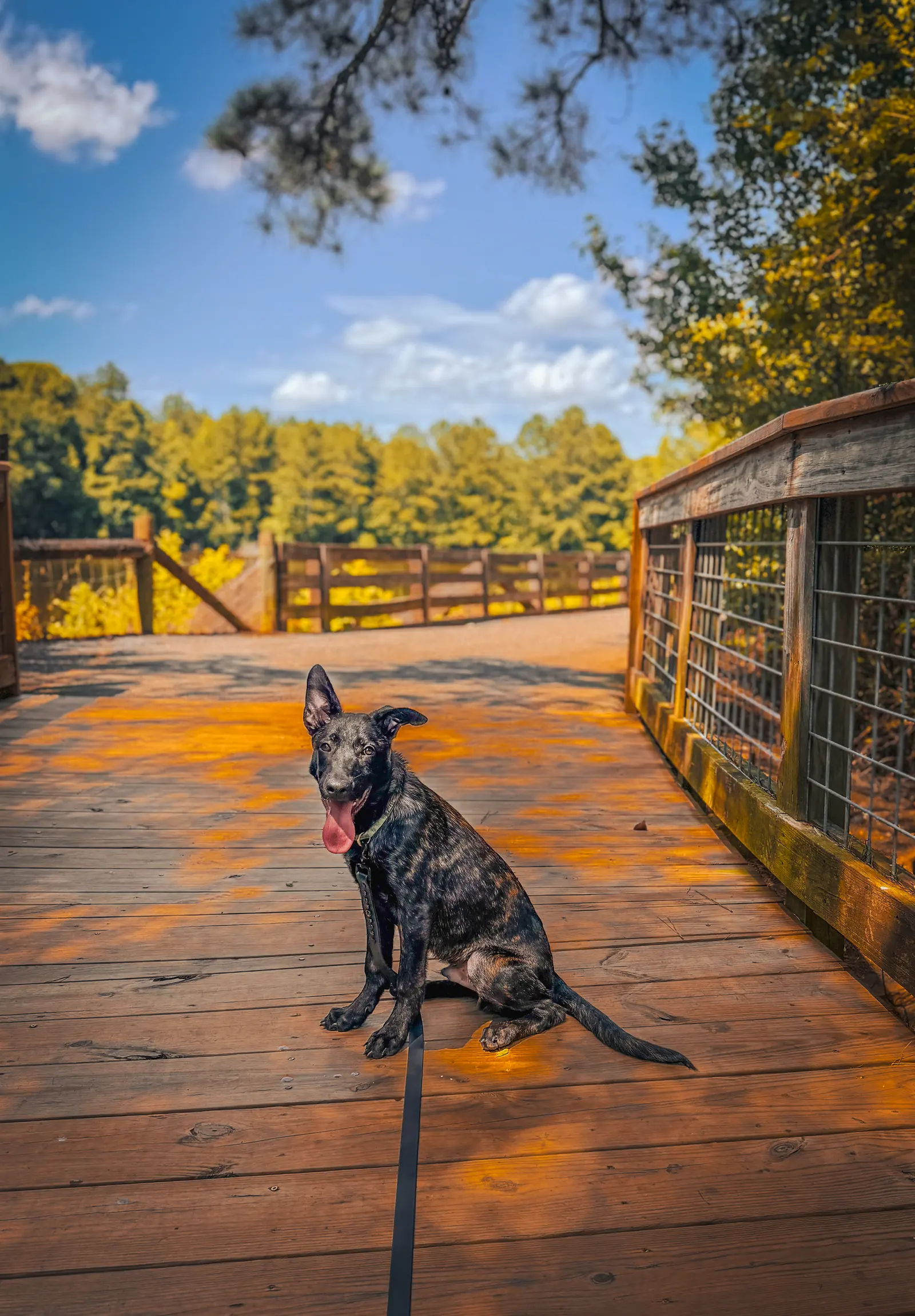 Advanced obedience training at Georgia Doggy Dojo 7
